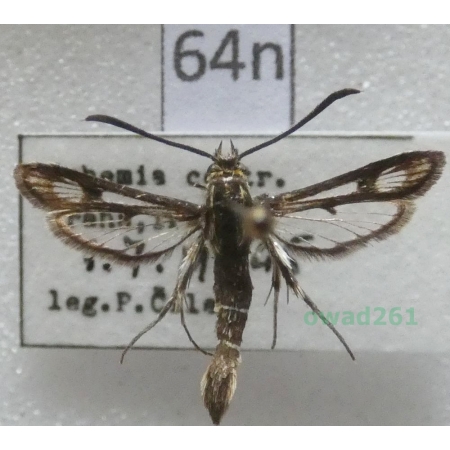Pyropteron muscaeformis (Esper, 1783) Czech64n